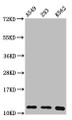 Western Blot, Positive WB detected in: A549 whole cell lysate, 293 whole cell lysate, K562 whole cell lysate, All lanes: HIST1H4A antibody at 0.36ug/ml, Secondary, Goat polyclonal to rabbit IgG at 1/50000 dilution, Predicted band size: 12 kDa, Observed band size: 12 kDa