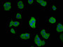 Immunofluorescence staining of HepG2 cells with CAC15422 at 1:66, counter-stained with DAPI. The cells were fixed in 4% formaldehyde, permeabilized using 0.2% Triton X-100 and blocked in 10% normal Goat Serum. The cells were then incubated with the antibody overnight at 4°C. The secondary antibody was Alexa Fluor 488-congugated AffiniPure Goat Anti-Rabbit IgG(H+L).
