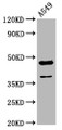 Western Blot, Positive WB detected in: A549 whole cell lysate, All lanes: NR2F1 antibody at 3.4ug/ml, Secondary, Goat polyclonal to rabbit IgG at 1/50000 dilution, Predicted band size: 47 kDa, Observed band size: 47 kDa