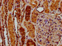 IHC image of CAC15429 diluted at 1:200 and staining in paraffin-embedded human kidney tissue performed on a Leica BondTM system. After dewaxing and hydration, antigen retrieval was mediated by high pressure in a citrate buffer (pH 6.0). Section was blocked with 10% normal goat serum 30min at RT. Then primary antibody (1% BSA) was incubated at 4°C overnight. The primary is detected by a biotinylated secondary antibody and visualized using an HRP conjugated SP system.