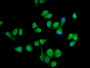 Immunofluorescence staining of Hela cells with CAC15430 at 1:133, counter-stained with DAPI. The cells were fixed in 4% formaldehyde, permeabilized using 0.2% Triton X-100 and blocked in 10% normal Goat Serum. The cells were then incubated with the antibody overnight at 4°C. The secondary antibody was Alexa Fluor 488-congugated AffiniPure Goat Anti-Rabbit IgG(H+L).
