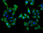 Immunofluorescence staining of Hela cells with CAC15432 at 1:33, counter-stained with DAPI. The cells were fixed in 4% formaldehyde, permeabilized using 0.2% Triton X-100 and blocked in 10% normal Goat Serum. The cells were then incubated with the antibody overnight at 4°C. The secondary antibody was Alexa Fluor 488-congugated AffiniPure Goat Anti-Rabbit IgG(H+L).