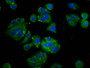 Immunofluorescence staining of HepG2 cells with CAC15439 at 1:133, counter-stained with DAPI. The cells were fixed in 4% formaldehyde, permeabilized using 0.2% Triton X-100 and blocked in 10% normal Goat Serum. The cells were then incubated with the antibody overnight at 4°C. The secondary antibody was Alexa Fluor 488-congugated AffiniPure Goat Anti-Rabbit IgG(H+L).