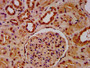 IHC image of CAC15453 diluted at 1:20 and staining in paraffin-embedded human kidney tissue performed on a Leica BondTM system. After dewaxing and hydration, antigen retrieval was mediated by high pressure in a citrate buffer (pH 6.0). Section was blocked with 10% normal goat serum 30min at RT. Then primary antibody (1% BSA) was incubated at 4°C overnight. The primary is detected by a biotinylated secondary antibody and visualized using an HRP conjugated SP system.