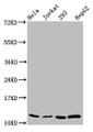 Western Blot, Positive WB detected in: Hela whole cell lysate, Jurkat whole cell lysate, 293 whole cell lysate, HepG2 whole cell lysate, All lanes: HIST1H4A antibody at 0.31ug/ml, Secondary, Goat polyclonal to rabbit IgG at 1/50000 dilution, Predicted band size: 12 kDa, Observed band size: 12 kDa