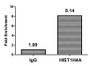Chromatin Immunoprecipitation Hela (4*10 6 ) were treated with Micrococcal Nuclease, sonicated, and immunoprecipitated with 5ug anti-HIST1H4A (CAC15456) or a control normal rabbit IgG. The resulting ChIP DNA was quantified using real-time PCR with primers against the β-Globin promoter.