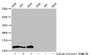 Western Blot, Detected samples: A549 whole cell lysate, 293 whole cell lysate, K562 whole cell lysate; Untreated (-) or treated (+) with 30mM sodium butyrate for 4h, All lanes: HIST1H4A antibody at 1:100, Secondary, Goat polyclonal to rabbit IgG at 1/50000 dilution, Predicted band size: 12 kDa, Observed band size: 12 kDa Western Blot, Detected samples: A549 whole cell lysate, 293 whole cell lysate, K562 whole cell lysate; Untreated (-) or treated (+) with 30mM sodium butyrate for 4h, All lanes: HIST1H4A antibody at 1:100, Secondary, Goat polyclonal to rabbit IgG at 1/50000 dilution, Predicted band size: 12 kDa, Observed band size: 12 kDa