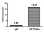 Chromatin Immunoprecipitation Hela (10 6 , treated with 30mM sodium butyrate for 4h) were treated with Micrococcal Nuclease, sonicated, and immunoprecipitated with 5ug anti-HIST1H4A (CAC15460) or a control normal rabbit IgG. The resulting ChIP DNA was quantified using real-time PCR with primers against the β-Globin promoter. Chromatin Immunoprecipitation Hela (10 6 , treated with 30mM sodium butyrate for 4h) were treated with Micrococcal Nuclease, sonicated, and immunoprecipitated with 5ug anti-HIST1H4A (CAC15460) or a control normal rabbit IgG. The resulting ChIP DNA was quantified using real-time PCR with primers against the β-Globin promoter.