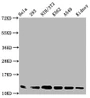 Western Blot, Positive WB detected in: Hela whole cell lysate, 293 whole cell lysate, NIH/3T3 whole cell lysate, K562 whole cell lysate, A549 whole cell lysate, Mouse kidney tissue, All lanes: HIST1H4A antibody at 1ug/ml, Secondary, Goat polyclonal to rabbit IgG at 1/50000 dilution, Predicted band size: 12 kDa, Observed band size: 12 kDa