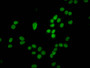Immunofluorescence staining of Hela cells with CAC15471 at 1:1.5, counter-stained with DAPI. The cells were fixed in 4% formaldehyde, permeabilized using 0.2% Triton X-100 and blocked in 10% normal Goat Serum. The cells were then incubated with the antibody overnight at 4°C. The secondary antibody was Alexa Fluor 488-congugated AffiniPure Goat Anti-Rabbit IgG(H+L). Immunofluorescence staining of Hela cells with CAC15471 at 1:1.5, counter-stained with DAPI. The cells were fixed in 4% formaldehyde, permeabilized using 0.2% Triton X-100 and blocked in 10% normal Goat Serum. The cells were then incubated with the antibody overnight at 4°C. The secondary antibody was Alexa Fluor 488-congugated AffiniPure Goat Anti-Rabbit IgG(H+L).