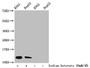 Western Blot, Detected samples: K562 whole cell lysate, HepG2 whole cell lysate; Untreated (-) or treated (+) with 30mM sodium butyrate for 4h, All lanes: HIST1H4A antibody at 1:100, Secondary, Goat polyclonal to rabbit IgG at 1/50000 dilution, Predicted band size: 12 kDa, Observed band size: 12 kDa Western Blot, Detected samples: K562 whole cell lysate, HepG2 whole cell lysate; Untreated (-) or treated (+) with 30mM sodium butyrate for 4h, All lanes: HIST1H4A antibody at 1:100, Secondary, Goat polyclonal to rabbit IgG at 1/50000 dilution, Predicted band size: 12 kDa, Observed band size: 12 kDa