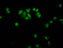 Immunofluorescence staining of Hela cells with CAC15477 at 1:12.5, counter-stained with DAPI. The cells were fixed in 4% formaldehyde, permeabilized using 0.2% Triton X-100 and blocked in 10% normal Goat Serum. The cells were then incubated with the antibody overnight at 4°C. The secondary antibody was Alexa Fluor 488-congugated AffiniPure Goat Anti-Rabbit IgG(H+L).