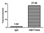 Chromatin Immunoprecipitation Hela (4*10 6 ) were treated with Micrococcal Nuclease, sonicated, and immunoprecipitated with 5ug anti-HIST1H4A (CAC15477) or a control normal rabbit IgG. The resulting ChIP DNA was quantified using real-time PCR with primers against the β-Globin promoter.