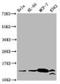 Western Blot, Positive WB detected in: Hela whole cell lysate, HL60 whole cell lysate, MCF-7 whole cell lysate, K562 whole cell lysate, All lanes: HIST1H2BC antibody at 1.8ug/ml, Secondary, Goat polyclonal to rabbit IgG at 1/50000 dilution, Predicted band size: 14 kDa, Observed band size: 14 kDa