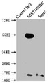 Immunoprecipitating HIST1H2BC in K562 whole cell lysate, Lane 1: Rabbit control IgG instead of CAC15482 in K562 whole cell lysate. For western blotting, a HRP-conjugated Protein G antibody was used as the secondary antibody (1/2000), Lane 2: CAC15482 (3ug) + K562 whole cell lysate (500ug), Lane 3: K562 whole cell lysate (20ug)