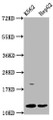 Western Blot, Positive WB detected in: K562 whole cell lysate, HepG2 whole cell lysate, All lanes: HIST1H4A antibody at 3.3ug/ml, Secondary, Goat polyclonal to rabbit IgG at 1/50000 dilution, Predicted band size: 12 kDa, Observed band size: 12 kDa