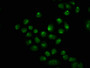 Immunofluorescence staining of Hela cells with CAC15497 at 1:5, counter-stained with DAPI. The cells were fixed in 4% formaldehyde, permeabilized using 0.2% Triton X-100 and blocked in 10% normal Goat Serum. The cells were then incubated with the antibody overnight at 4°C. The secondary antibody was Alexa Fluor 488-congugated AffiniPure Goat Anti-Rabbit IgG(H+L).