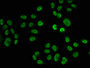 Immunofluorescence staining of Hela cells (treated with 30mM sodium butyrate for 4h) with CAC15498 at 1:15, counter-stained with DAPI. The cells were fixed in 4% formaldehyde, permeabilized using 0.2% Triton X-100 and blocked in 10% normal Goat Serum. The cells were then incubated with the antibody overnight at 4°C. The secondary antibody was Alexa Fluor 488-congugated AffiniPure Goat Anti-Rabbit IgG(H+L).