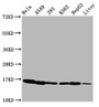 Western Blot, Positive WB detected in: Hela whole cell lysate, A549 whole cell lysate, 293 whole cell lysate, K562 whole cell lysate, HepG2 whole cell lysate, Rat liver tissue, All lanes: HIST1H3A antibody at 0.35ug/ml, Secondary, Goat polyclonal to rabbit IgG at 1/50000 dilution, Predicted band size: 16 kDa, Observed band size: 16 kDa Western Blot, Positive WB detected in: Hela whole cell lysate, A549 whole cell lysate, 293 whole cell lysate, K562 whole cell lysate, HepG2 whole cell lysate, Rat liver tissue, All lanes: HIST1H3A antibody at 0.35ug/ml, Secondary, Goat polyclonal to rabbit IgG at 1/50000 dilution, Predicted band size: 16 kDa, Observed band size: 16 kDa