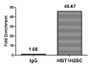 Chromatin Immunoprecipitation Hela (4*10 6 ) were treated with Micrococcal Nuclease, sonicated, and immunoprecipitated with 5ug anti-HIST1H2BC (CAC15506) or a control normal rabbit IgG. The resulting ChIP DNA was quantified using real-time PCR with primers against the β-Globin promoter. Chromatin Immunoprecipitation Hela (4*10 6 ) were treated with Micrococcal Nuclease, sonicated, and immunoprecipitated with 5ug anti-HIST1H2BC (CAC15506) or a control normal rabbit IgG. The resulting ChIP DNA was quantified using real-time PCR with primers against the β-Globin promoter.