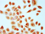 Immunocytochemistry analysis of CAC15511 diluted at 1:10 and staining in Hela cells performed on a Leica BondTM system. The cells were fixed in 4% formaldehyde, permeabilized using 0.2% Triton X-100 and blocked with 10% normal goat serum 30min at RT. Then primary antibody (1% BSA) was incubated at 4°C overnight. The primary is detected by a biotinylated secondary antibody and visualized using an HRP conjugated SP system.