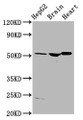 Western Blot, Positive WB detected in: HepG2 whole cell lysate, Rat brain tissue, Rat heart tissue, All lanes: AGT antibody at 4ug/ml, Secondary, Goat polyclonal to rabbit IgG at 1/50000 dilution, Predicted band size: 54 kDa, Observed band size: 54 kDa