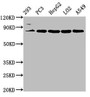 Western Blot, Positive WB detected in: 293 whole cell lysate, PC-3 whole cell lysate, HepG2 whole cell lysate, LO2 whole cell lysate, A549 whole cell lysate, All lanes: NLN antibody at 3.2ug/ml, Secondary, Goat polyclonal to rabbit IgG at 1/50000 dilution, Predicted band size: 81 kDa, Observed band size: 81 kDa