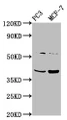 Western Blot, Positive WB detected in: PC-3 whole cell lysate, MCF-7 whole cell lysate, All lanes: PCGF6 antibody at 3.1ug/ml, Secondary, Goat polyclonal to rabbit IgG at 1/50000 dilution, Predicted band size: 40, 31 kDa, Observed band size: 40 kDa