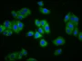 Immunofluorescence staining of HepG2 cells with CAC15544 at 1:133, counter-stained with DAPI. The cells were fixed in 4% formaldehyde, permeabilized using 0.2% Triton X-100 and blocked in 10% normal Goat Serum. The cells were then incubated with the antibody overnight at 4°C. The secondary antibody was Alexa Fluor 488-congugated AffiniPure Goat Anti-Rabbit IgG(H+L).