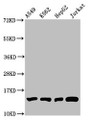 Western Blot, Positive WB detected in: A549 whole cell lysate, K562 whole cell lysate, HepG2 whole cell lysate, Jurkat whole cell lysate, All lanes: HIST1H2BC antibody at 1:100, Secondary, Goat polyclonal to rabbit IgG at 1/50000 dilution, Predicted band size: 14 kDa, Observed band size: 14 kDa