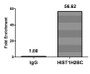 Chromatin Immunoprecipitation Hela (4*10 6 ) were treated with Micrococcal Nuclease, sonicated, and immunoprecipitated with 5ug anti-HIST1H2BC (CAC15545) or a control normal rabbit IgG. The resulting ChIP DNA was quantified using real-time PCR with primers against the β-Globin promoter.