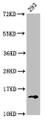 Western Blot, Positive WB detected in: 293 whole cell lysate, All lanes: HIST1H2BC antibody at 0.47ug/ml, Secondary, Goat polyclonal to rabbit IgG at 1/50000 dilution, Predicted band size: 14 kDa, Observed band size: 14 kDa