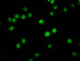 Immunofluorescence staining of Hela cells with CAC15554 at 1:2.5, counter-stained with DAPI. The cells were fixed in 4% formaldehyde, permeabilized using 0.2% Triton X-100 and blocked in 10% normal Goat Serum. The cells were then incubated with the antibody overnight at 4°C. The secondary antibody was Alexa Fluor 488-congugated AffiniPure Goat Anti-Rabbit IgG(H+L).