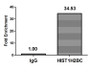 Chromatin Immunoprecipitation Hela (4*10 6 , treated with 30mM sodium butyrate for 4h) were treated with Benzanase, sonicated, and immunoprecipitated with 5ug anti-HIST1H2BC (CAC15559) or a control normal rabbit IgG. The resulting ChIP DNA was quantified using real-time PCR with primers against the β-Globin promoter.