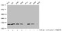 Western Blot, Detected samples: Hela whole cell lysate, 293 whole cell lysate, A549 whole cell lysate, K562 whole cell lysate; Untreated (-) or treated (+) with 30mM Sodium crotonylate for 4h, All lanes: HIST1H2BC antibody at 1:100, Secondary, Goat polyclonal to rabbit IgG at 1/50000 dilution, Predicted band size: 14 kDa, Observed band size: 14 kDa
