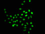Immunofluorescence staining of Hela cells (treated with 30mM sodium crotonylate for 4h) with CAC15564 at 1:12.5, counter-stained with DAPI. The cells were fixed in 4% formaldehyde, permeabilized using 0.2% Triton X-100 and blocked in 10% normal Goat Serum. The cells were then incubated with the antibody overnight at 4°C. The secondary antibody was Alexa Fluor 488-congugated AffiniPure Goat Anti-Rabbit IgG(H+L).