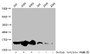 Western Blot, Detected samples: 293 whole cell lysate, A549 whole cell lysate, K562 whole cell lysate; Untreated (-) or treated (+) with 30mM sodium butyrate for 4h, All lanes: HIST1H2BC antibody at 1:100, Secondary, Goat polyclonal to rabbit IgG at 1/50000 dilution, Predicted band size: 14 kDa, Observed band size: 14 kDa