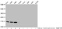 Western Blot, Detected samples: Hela whole cell lysate, A549 whole cell lysate, K562 whole cell lysate, HepG2 whole cell lysate; Untreated (-) or treated (+) with 50mM sodium 3-hydroxybutyrate for 72h, All lanes: HIST1H3A antibody at 1:2000, Secondary, Goat polyclonal to rabbit IgG at 1/40000 dilution, Predicted band size: 16 kDa, Observed band size: 16 kDa