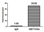Chromatin Immunoprecipitation Hela (4*10 6 , treated with 30mM sodium 3-hydroxybutyrate for 4h) were treated with Micrococcal Nuclease, sonicated, and immunoprecipitated with 5ug anti-HIST1H3A (CAC15569) or a control normal rabbit IgG. The resulting ChIP DNA was quantified using real-time PCR with primers against the β-Globin promoter.
