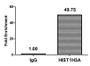 Chromatin Immunoprecipitation Hela (4*10 6 ) were treated with Benzanase, sonicated, and immunoprecipitated with 5ug anti-HIST1H3A (CAC15574) or a control normal rabbit IgG. The resulting ChIP DNA was quantified using real-time PCR with primers against the β-Globin promoter.
