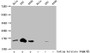 Western Blot, Detected samples: Hela whole cell lysate, 293 whole cell lysate, A549 whole cell lysate; Untreated (-) or treated (+) with 30mM sodium butyrate for 4h, All lanes: HIST1H2BC antibody at 1:100, Secondary, Goat polyclonal to rabbit IgG at 1/50000 dilution, Predicted band size: 14 kDa, Observed band size: 14 kDa