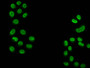 Immunofluorescence staining of Hela cells (treated with 30mM sodium butyrate for 4h) with CAC15581 at 1:50, counter-stained with DAPI. The cells were fixed in 4% formaldehyde, permeabilized using 0.2% Triton X-100 and blocked in 10% normal Goat Serum. The cells were then incubated with the antibody overnight at 4°C. The secondary antibody was Alexa Fluor 488-congugated AffiniPure Goat Anti-Rabbit IgG(H+L).