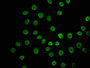 Immunofluorescence staining of A549 cells with CAC15583 at 1:10, counter-stained with DAPI. The cells were fixed in 4% formaldehyde, permeabilized using 0.2% Triton X-100 and blocked in 10% normal Goat Serum. The cells were then incubated with the antibody overnight at 4°C. The secondary antibody was Alexa Fluor 488-congugated AffiniPure Goat Anti-Rabbit IgG(H+L).
