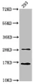 Western Blot, Positive WB detected in: 293 whole cell lysate, All lanes: HIST1H3A antibody at 0.59ug/ml, Secondary, Goat polyclonal to rabbit IgG at 1/50000 dilution, Predicted band size: 16 kDa, Observed band size: 16 kDa