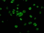 Immunofluorescence staining of MCF-7 cells with CAC15584 at 1:2.5, counter-stained with DAPI. The cells were fixed in 4% formaldehyde, permeabilized using 0.2% Triton X-100 and blocked in 10% normal Goat Serum. The cells were then incubated with the antibody overnight at 4°C. The secondary antibody was Alexa Fluor 488-congugated AffiniPure Goat Anti-Rabbit IgG(H+L).