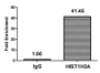 Chromatin Immunoprecipitation Hela (10 6 ) were treated with Micrococcal Nuclease, sonicated, and immunoprecipitated with 5ug anti-HIST1H3A (CAC15584) or a control normal rabbit IgG. The resulting ChIP DNA was quantified using real-time PCR with primers against the β-Globin promoter.