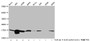 Western Blot, Detected samples: Hela whole cell lysate, 293 whole cell lysate, A549 whole cell lysate, K562 whole cell lysate; Untreated (-) or treated (+) with 50mM sodium 3-hydroxybutyrate for 72h, All lanes: HIST1H3A antibody at 1:100, Secondary, Goat polyclonal to rabbit IgG at 1/50000 dilution, Predicted band size: 16 kDa, Observed band size: 16 kDa