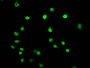 Immunofluorescence staining of Hela cells with CAC15585 at 1:5, counter-stained with DAPI. The cells were fixed in 4% formaldehyde, permeabilized using 0.2% Triton X-100 and blocked in 10% normal Goat Serum. The cells were then incubated with the antibody overnight at 4°C. The secondary antibody was Alexa Fluor 488-congugated AffiniPure Goat Anti-Rabbit IgG(H+L).