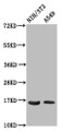Western Blot, Positive WB detected in: NIH/3T3 whole cell lysate, A549 whole cell lysate, All lanes: HIST1H3A antibody at 0.6ug/ml, Secondary, Goat polyclonal to rabbit IgG at 1/50000 dilution, Predicted band size: 16 kDa, Observed band size: 16 kDa