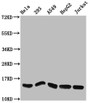 Western Blot, Positive WB detected in: Hela whole cell lysate, 293 whole cell lysate, A549 whole cell lysate, HepG2 whole cell lysate, Jurkat whole cell lysate, All lanes: HIST1H2AG antibody at 1.27ug/ml, Secondary, Goat polyclonal to rabbit IgG at 1/50000 dilution, Predicted band size: 15 kDa, Observed band size: 15 kDa